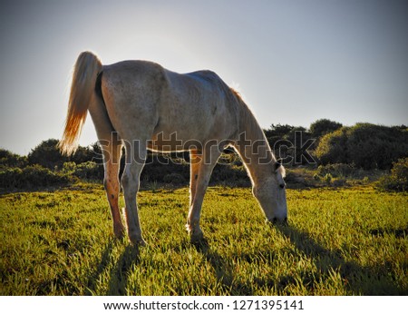Horse in sunny meadow grazing, Cala Millor nature park, Mallorca, Spain.