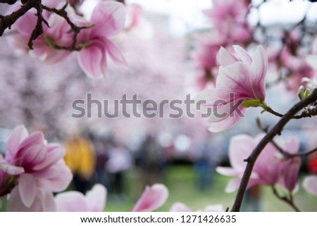 Beautiful magnolia blooms in spring, Salzburg, beauty