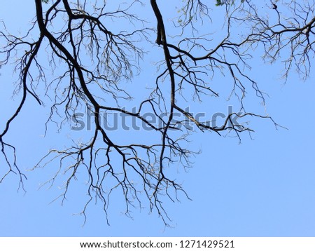 bare dry branch of tree on blue sky background
