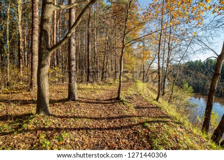 autumn in sunny day in park with distinct tree trunks and tourist trails, low sunlight and yellow colored leaves