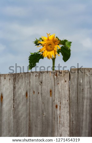 Blooming oilseed sunflower behind a wooden fence
