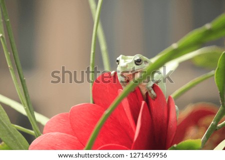 Exotic pets frog 