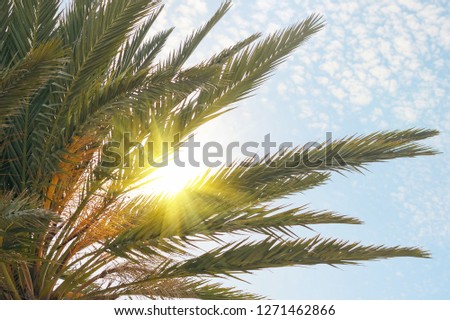tropical palm tree with sun light on blue sky. Summer vacation and  travel concept. Copy space 