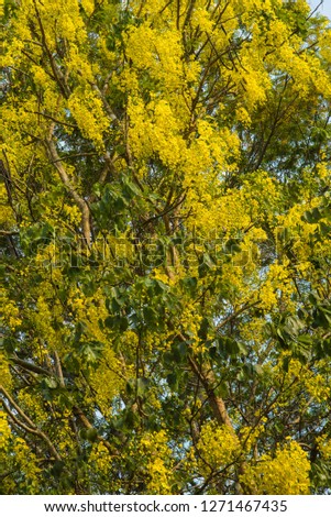 Ratchapruek in the nature of beautiful yellow flowers. 