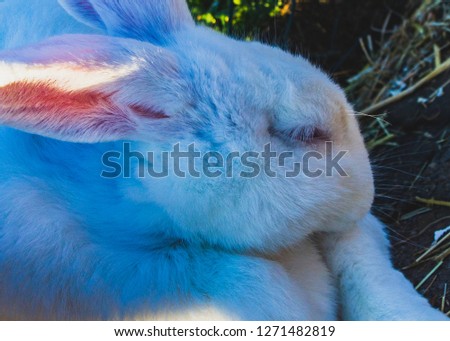 Cute white albinobunny, rabbit on animal farm, close-up - Image
