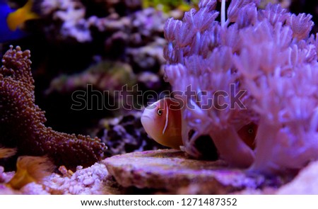 Pink Skunk Clownfish - (Amphiprion perideraion)