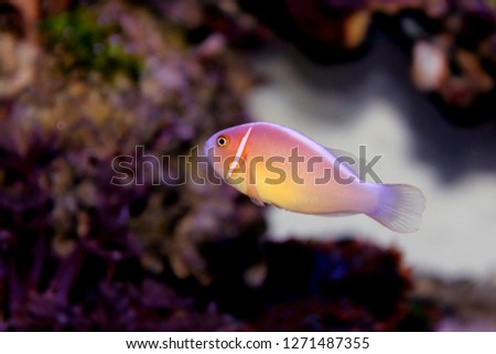 Pink Skunk Clownfish - (Amphiprion perideraion)