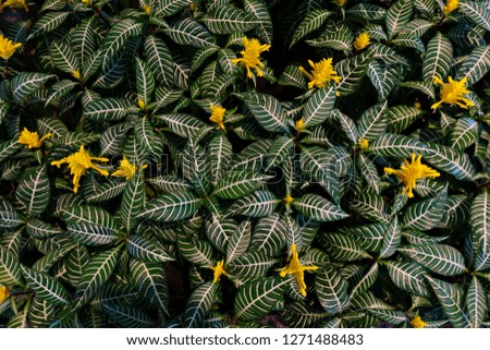 Creative layout made of green leaves and yellow flowers. Flat lay. Nature concept 