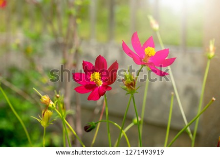 Close up of cosmos flower in green blur background.