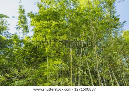 Bamboo Forest with sunlight in Chiang Rai, Thailand