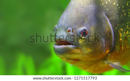 Underwater photo of The Piranha in Amazon River. Brazil nature and animals. Picture with space for your text.