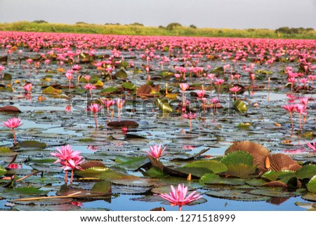 Beautiful Nature Landscape red Lotus sea in the morning. In the bright day, It is a colorful picture. Udon Thani, Thailand. 