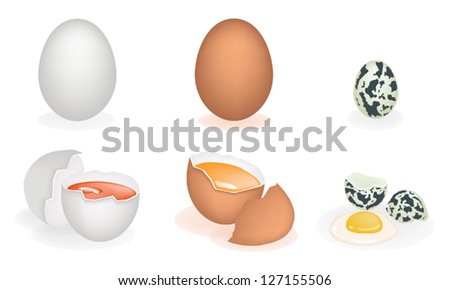 An Illustration Collection of Three Different Fresh and Natural Egg Yolk Isolated White Backgrounds