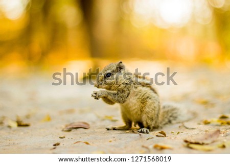 Indian squirrel feeding