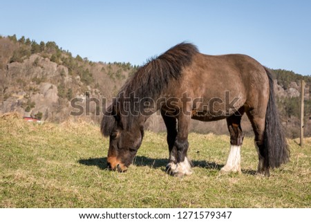 Little Brown Pony Grazing on a field in early spring