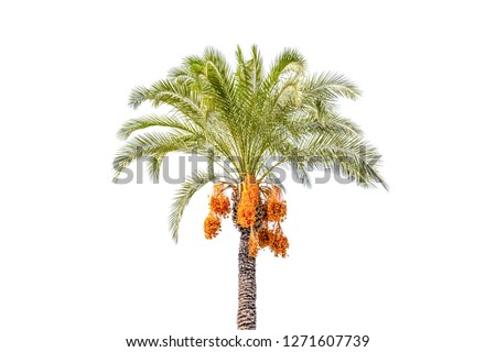 Palm tree cut out on white background. Jungle objects set. Royalty-Free Stock Photo #1271607739