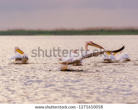 Great white pelican (Pelecanus onocrotalus), Danube Delta, Romania - World Heritage Site