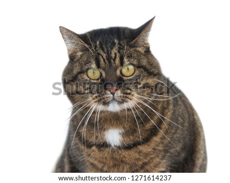 Grumpy shocked cat isolated on white background