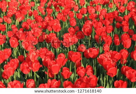 red tulip at spring on Earth