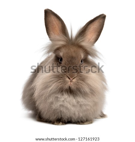 A lying chocolate colored lionhead bunny rabbit, isolated on white background