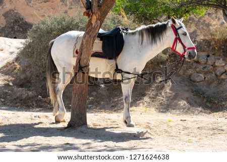 White horse standing beside tree, Side view in Goreme Open Air Museum, Cappadocia Turkey 