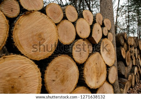 Stacked oak logs Royalty-Free Stock Photo #1271638132