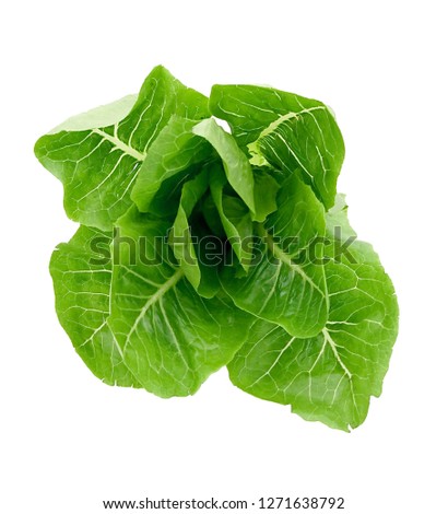 green Cos Lettuce on white background
Organic cos with fresh organic fertilizers are delicious, crispy vegetables, used as salads. Spin into smoothies Eat healthy, high vitamin