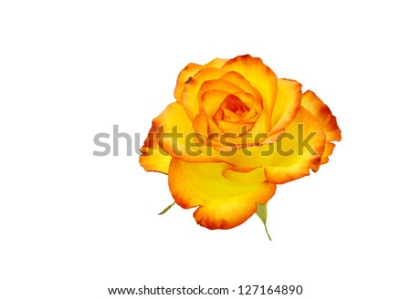 Beautiful Reddish yellow rose isolated on white