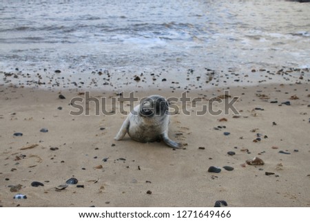 Close up of beautiful cute appealing baby seal young pup with grey fur alone on sandy beach with pebbles by the sea ocean shore showing flipper, whole grey speckled body brown eyes  water background