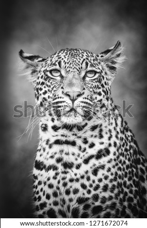 Young Leopard profile in black and while - Greater Kruger National Park - South Africa