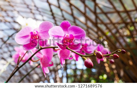 beautiful purple Phalaenopsis orchid flowers In a garden with a roof structure made of curved bamboo.