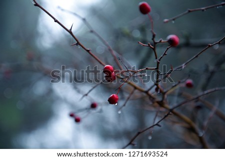 Rose hip with water drops 