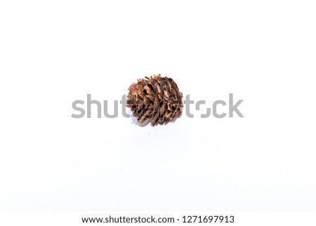 An isolated fir cone on white background