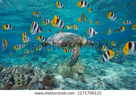 A green sea turtle with a school of tropical fish underwater (butterflyfish), lagoon of Bora Bora, Pacific ocean, French Polynesia Royalty-Free Stock Photo #1271708125