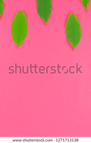 Creative flat lay top view pattern with fresh green leaves on bright pink background with copy space in minimal pop art style, template for text