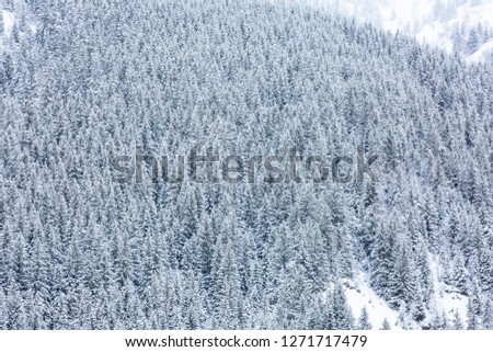 Frozen forest on slope of mountain, colored in blue