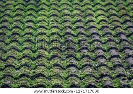 Close-up roof tile covered with green moss, Old tiled roof covered by moss, Background. 