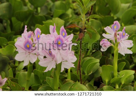 Sweet water flowers