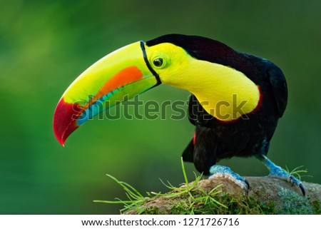 Keel-billed Toucan - Ramphastos sulfuratus  also known as sulfur-breasted toucan or rainbow-billed toucan, Latin American member of the toucan family, national bird of Belize.