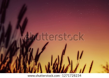 Grass flowers during the sunset. Shadow of plants with light in warm tone. Evening time on the hill. Soft focus in nature nackground.The image depicts loneliness without people.