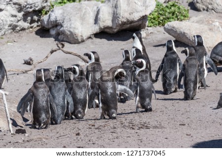 Penguins in South Africa