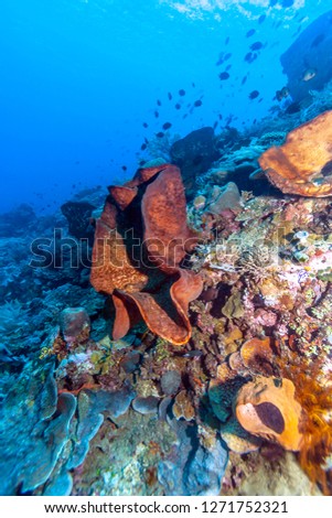 Coral garden underwater off the coast of Bali, Indonesia