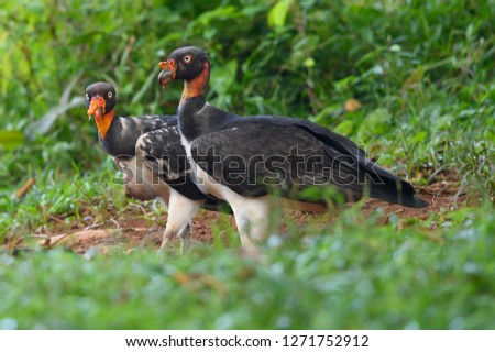King vulture, Sarcoramphus papa, large bird found in Central and South America. Flying bird, forest in the background. Wildlife scene from tropic nature. Red head bird. Condor with open wing, Panama