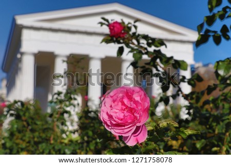 Rose in front of Theseustempel (Volksgarten in Vienna)