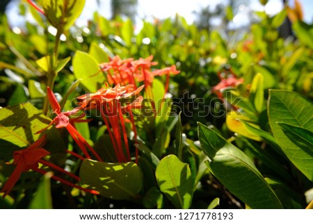 Pentas orange flowers on the green bushes of bright green leaves under the bright Caribbean sun. The photo was taken on Cuba in December.