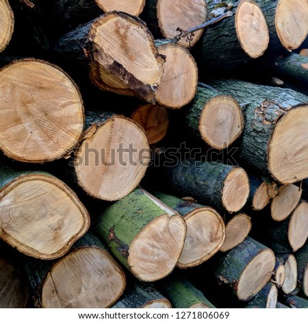 Freshly felled and sawn wooden logs of pine, stacked on top of each other in piles, some in cross-section, as part of sustainable forest management in Sherwood Forest