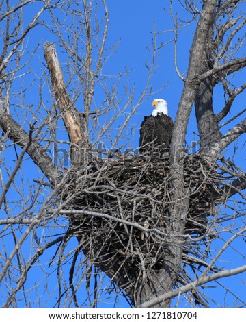 Adult Bald Eagle In A Nest