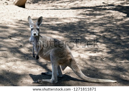 the young male kangaroo will change color to a red brown when it is fully grown