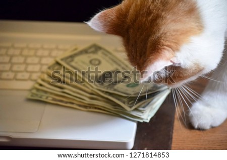 Cat Smelling Stack of Money on Computer