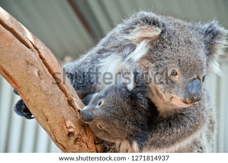 the koala is carrying her baby joey on a branch